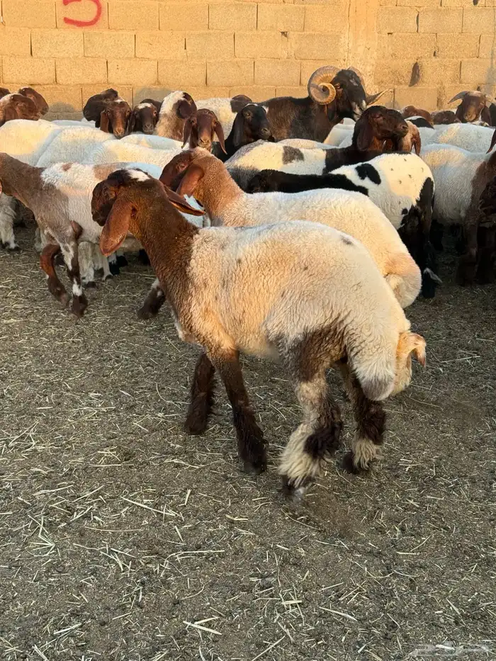 جذعات نعيم 2