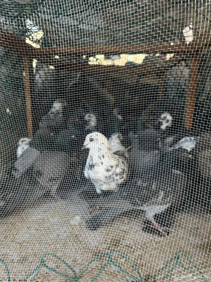 لللبيع حمام بلدي المظيلف 1