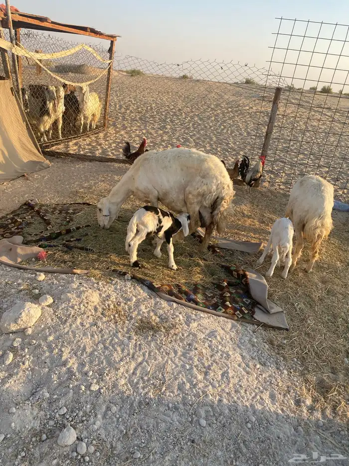 طريق الرياض كبري الشعير 3