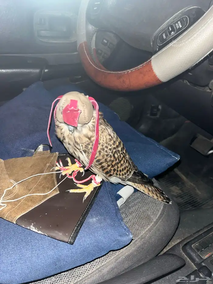 شبوط للبيع 0