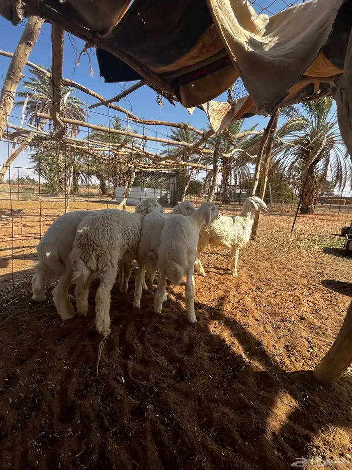 سلام عليكم للبيع خرفان العد خمسة وصل سوم 950 7