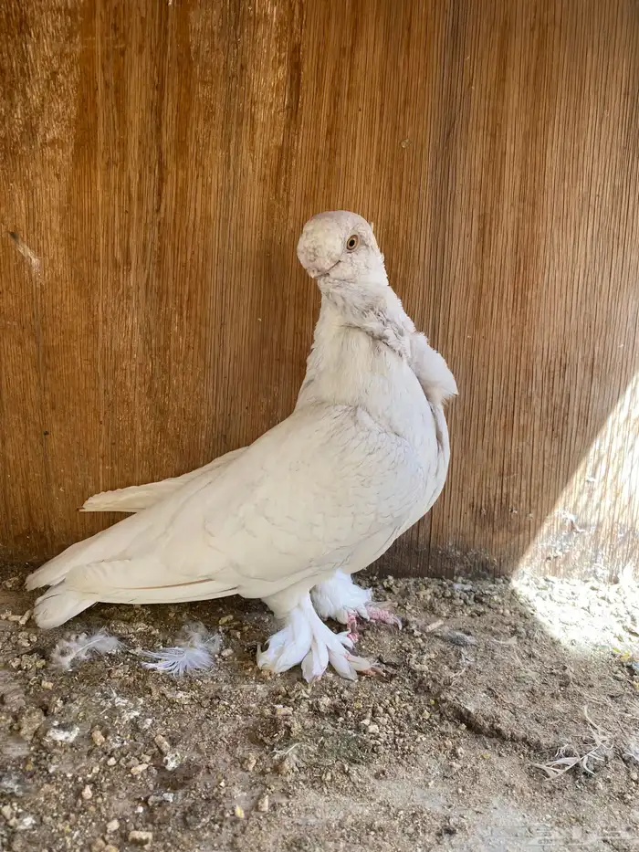 انثى فراشه 1