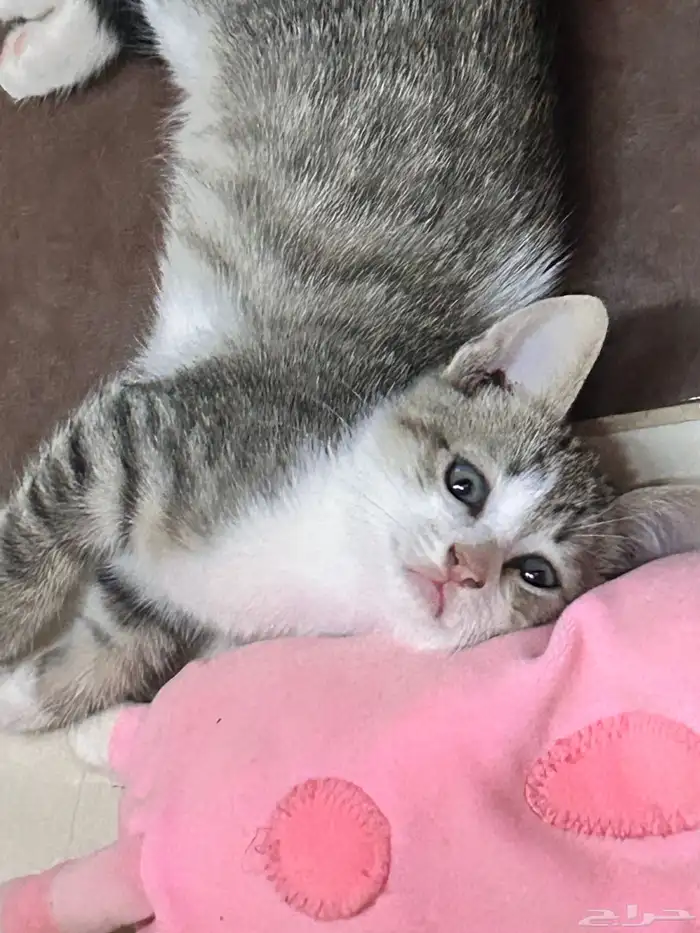 قط صغير لتبني لمن يخاف الله فيه 1