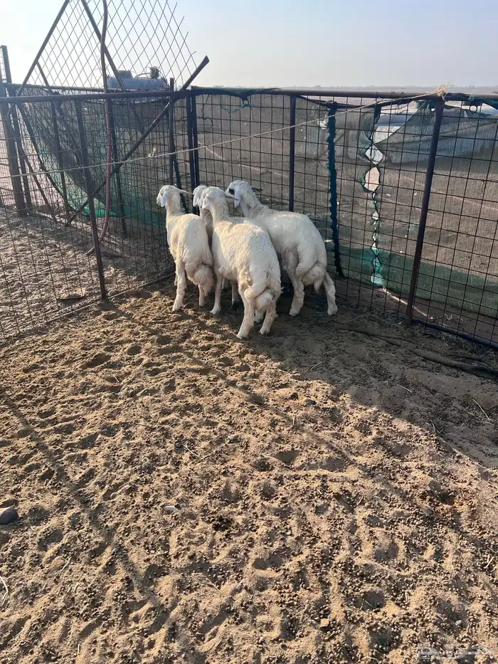 طليان جذعان 7