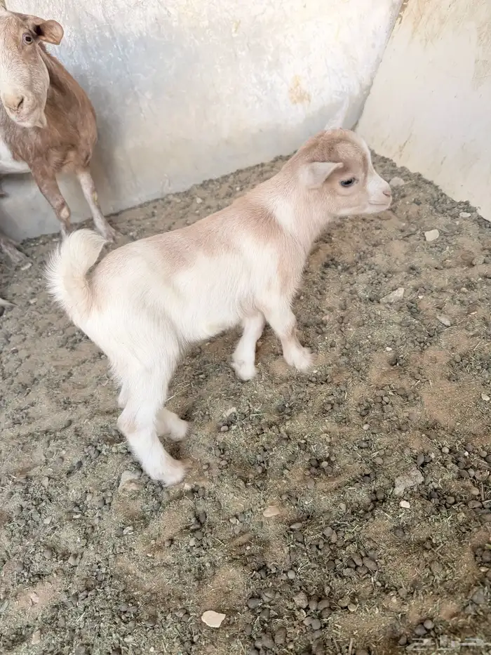 تيوس قزمية صغيرة 6