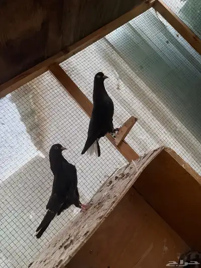 للبيع قطايف اجوز تب مطير index