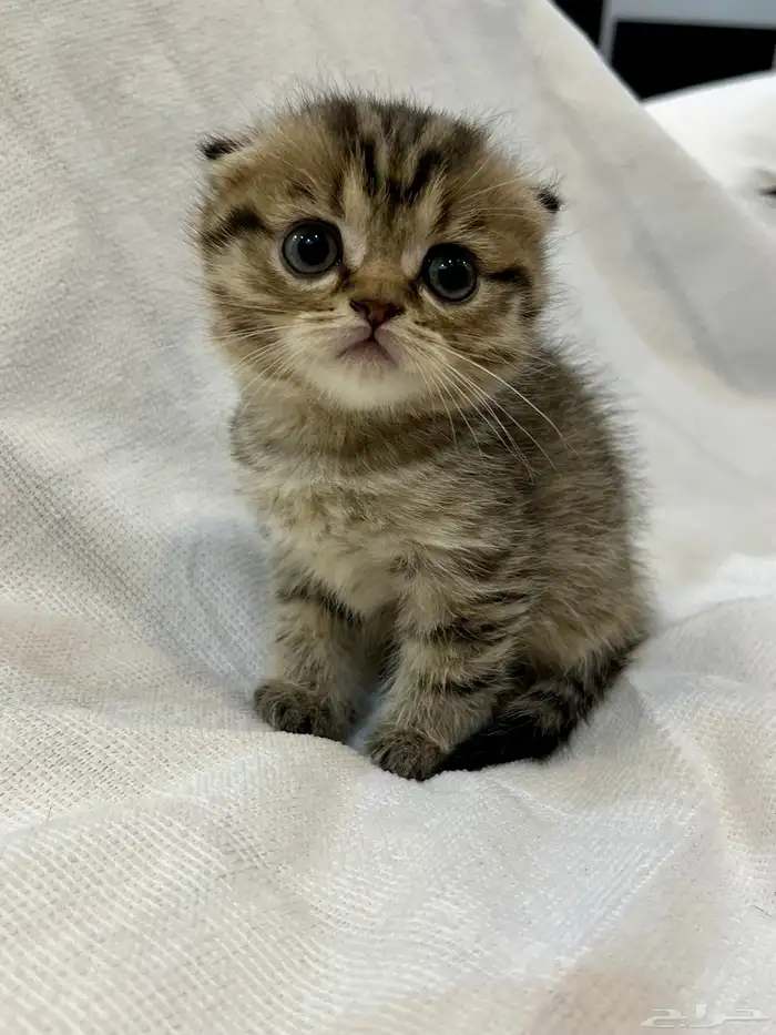 قطط سكوتش تربل فولد بيور 0