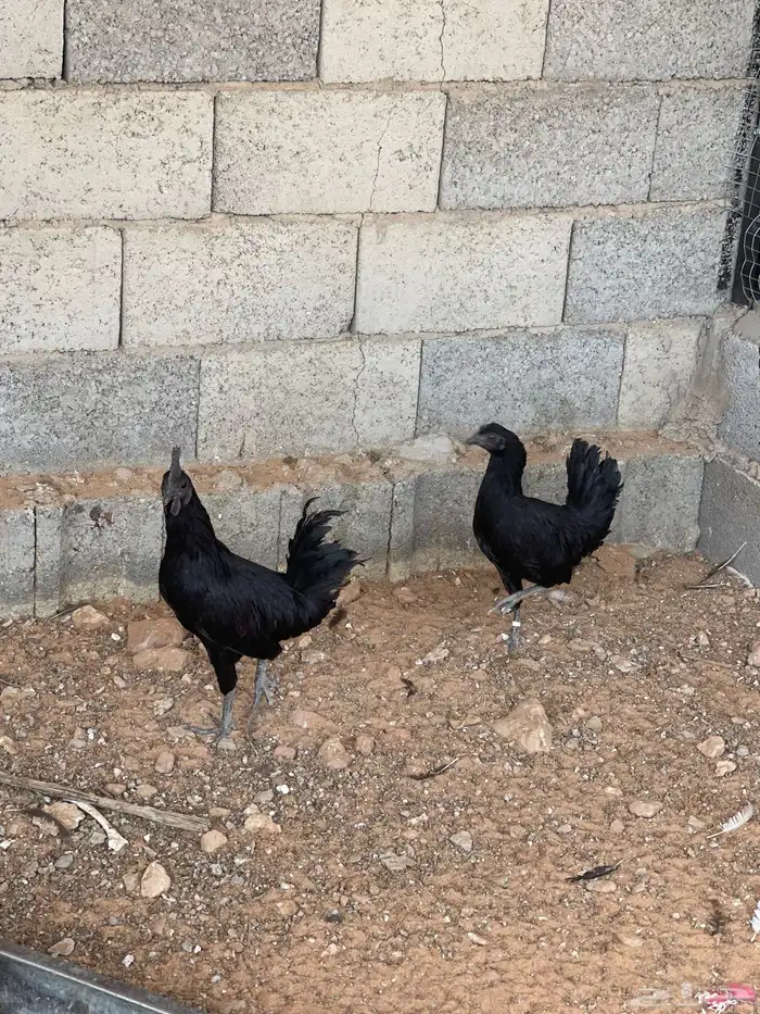 دجاج اندونيسي 2