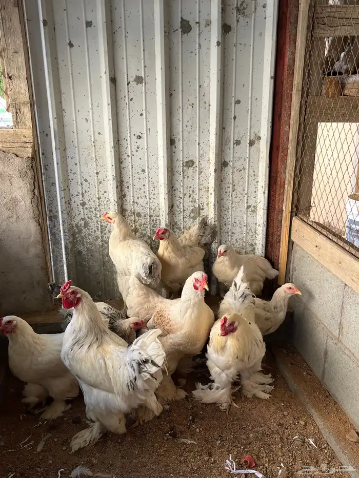 دجاج براهما على السوم 1