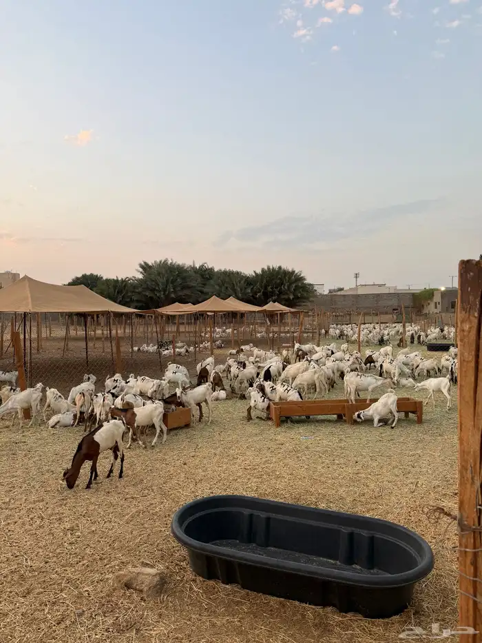 تيوس مستورده 0