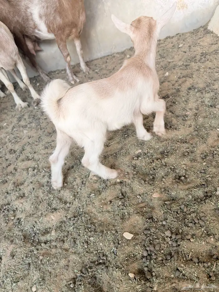 تيوس قزمية صغيرة 7