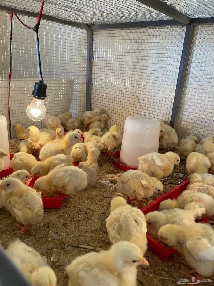 صوص دجاج لاحم 0