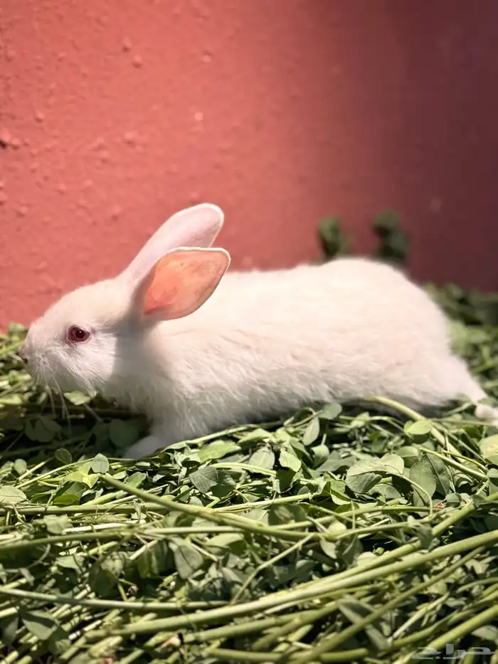 ارانب صغيره لطيفه وجميله 0