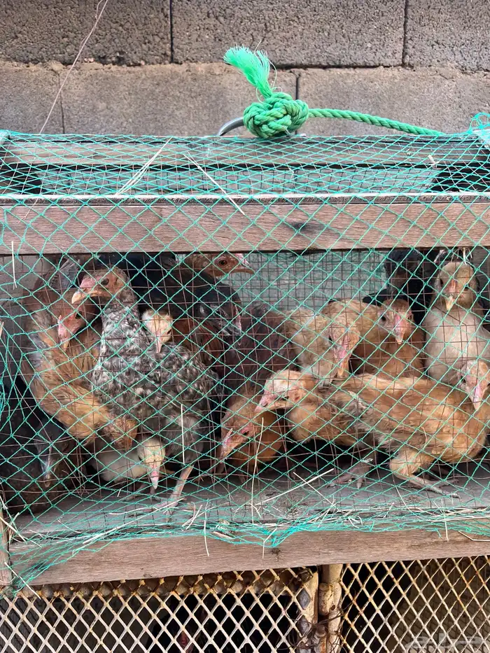 صيصان بلدي العدد 19 4