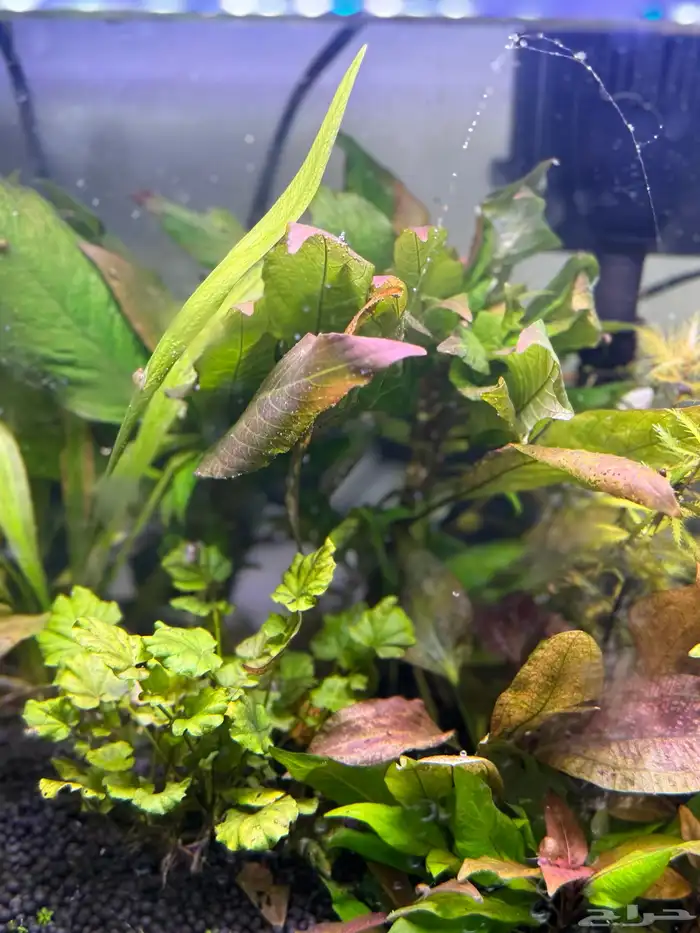 احواض سمك aquarium مزروعة  ونباتات مائية   تصاميم إحترافية 46