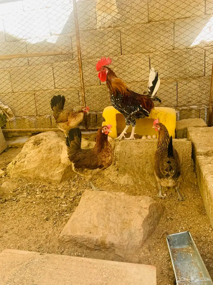 ديك و3 دجاج عربي 8