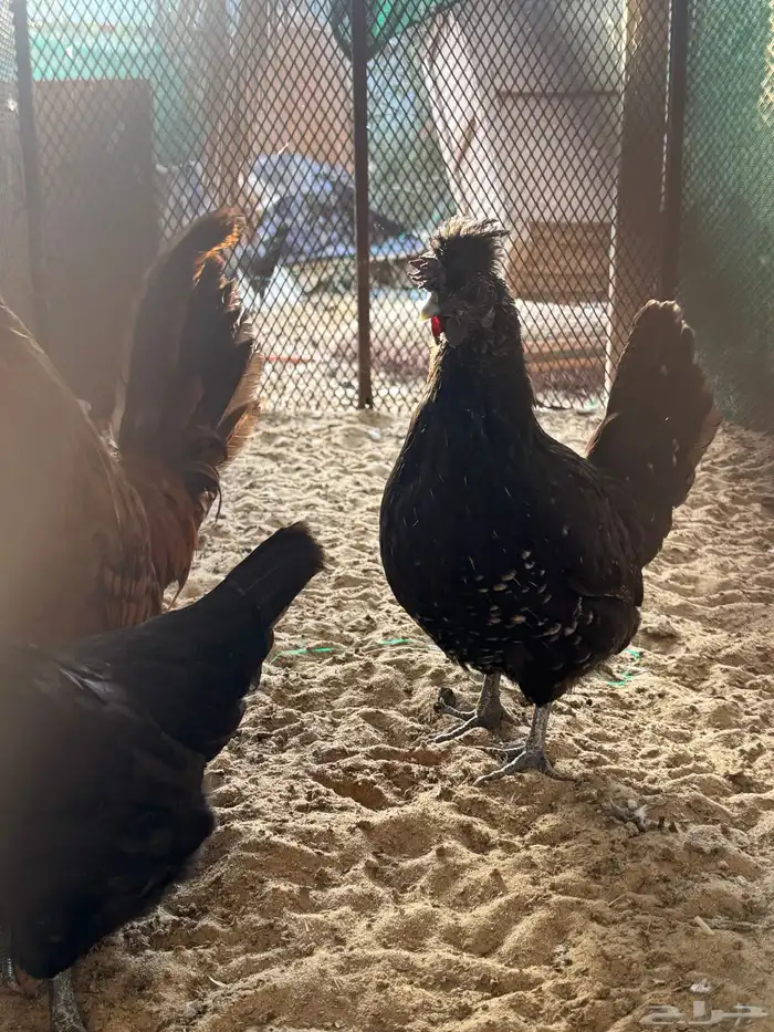 دجاج حباحب 1