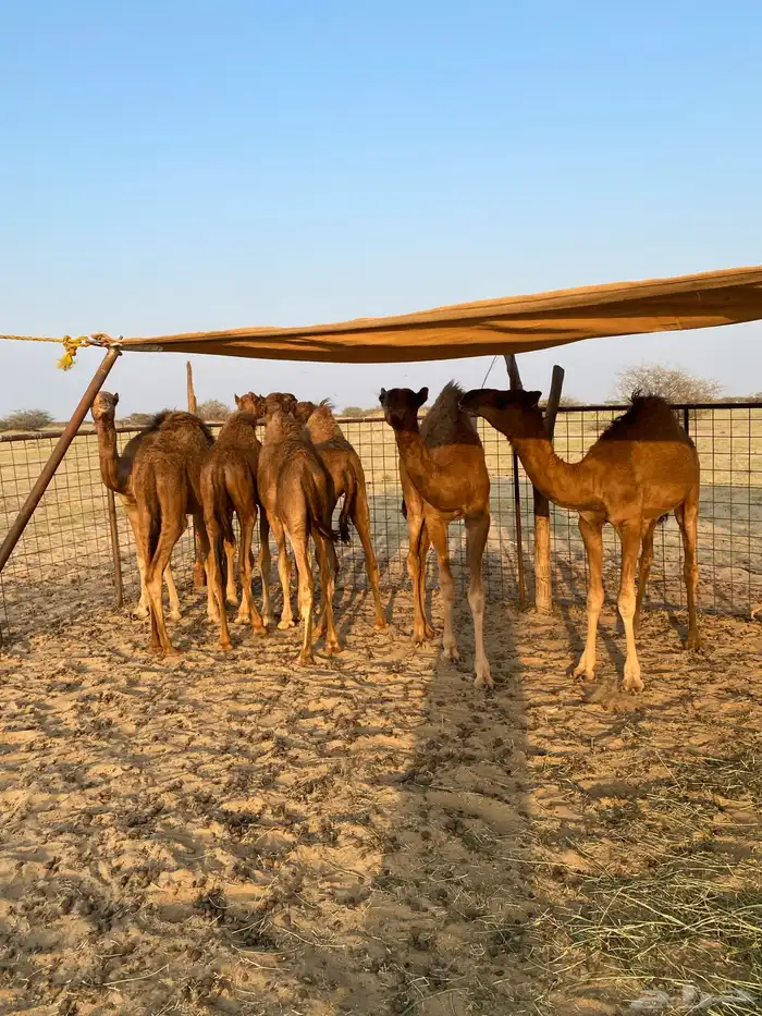 قعدان العدد7 فيها وحدة بكرا 3