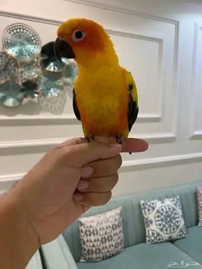 صن كنيور index