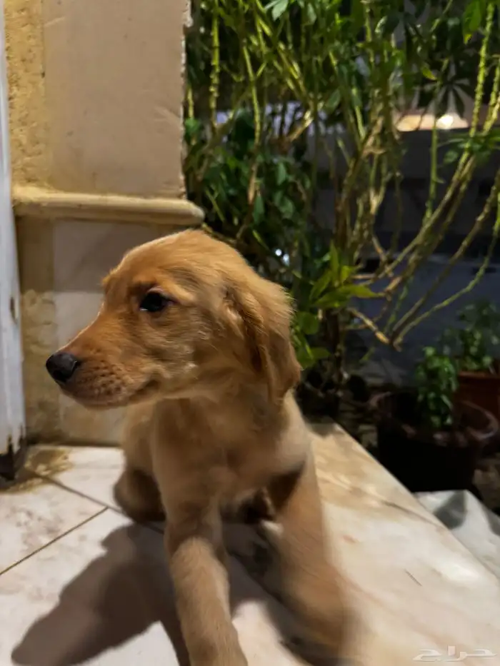 pure golden retriever 18