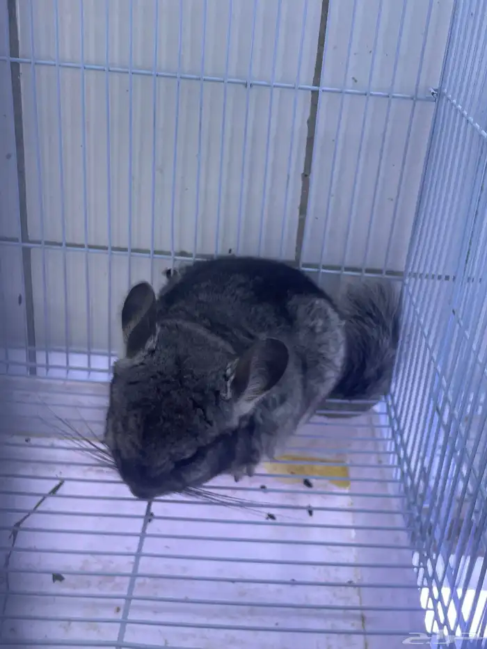 شانشيلا أليفه 0