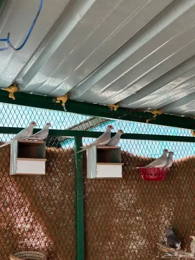 حمام الماسي index