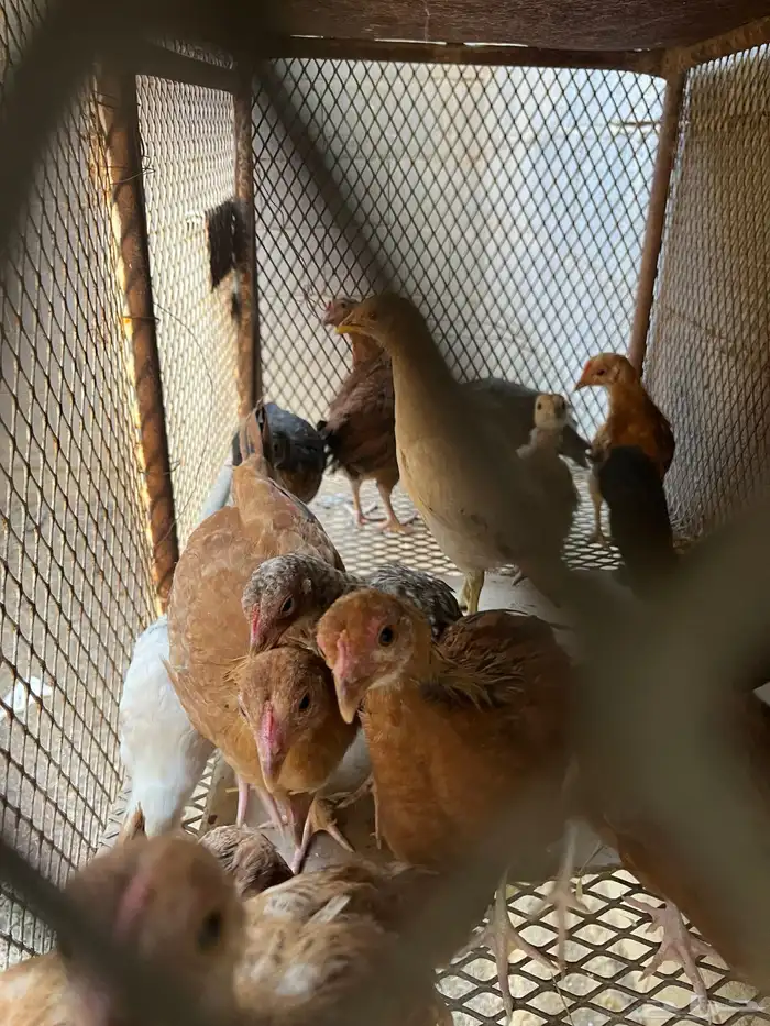 صيصان بلدي العدد 19 2