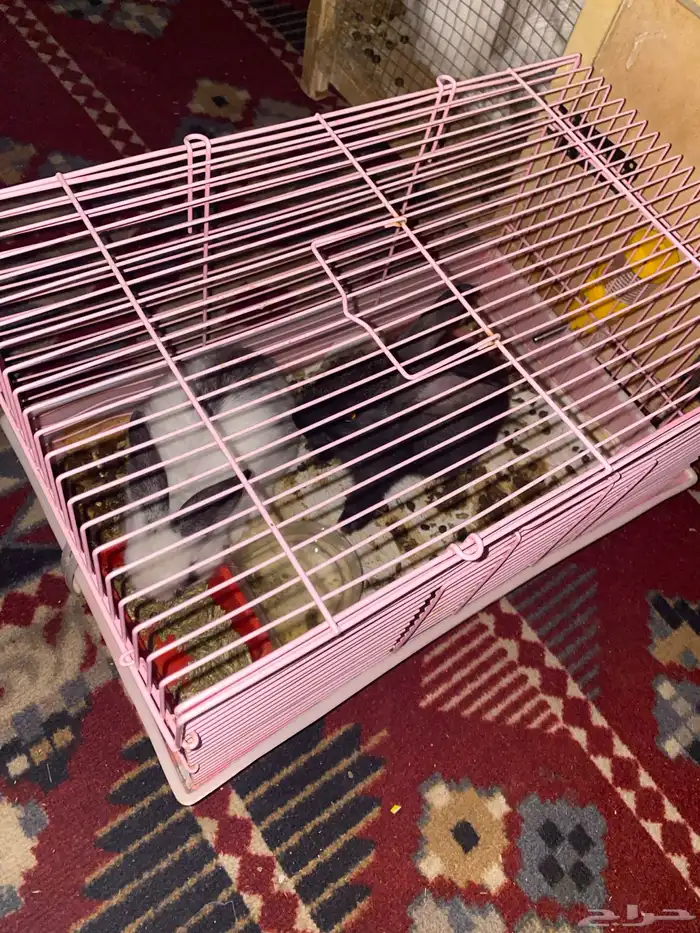 ارانب للبيع 3