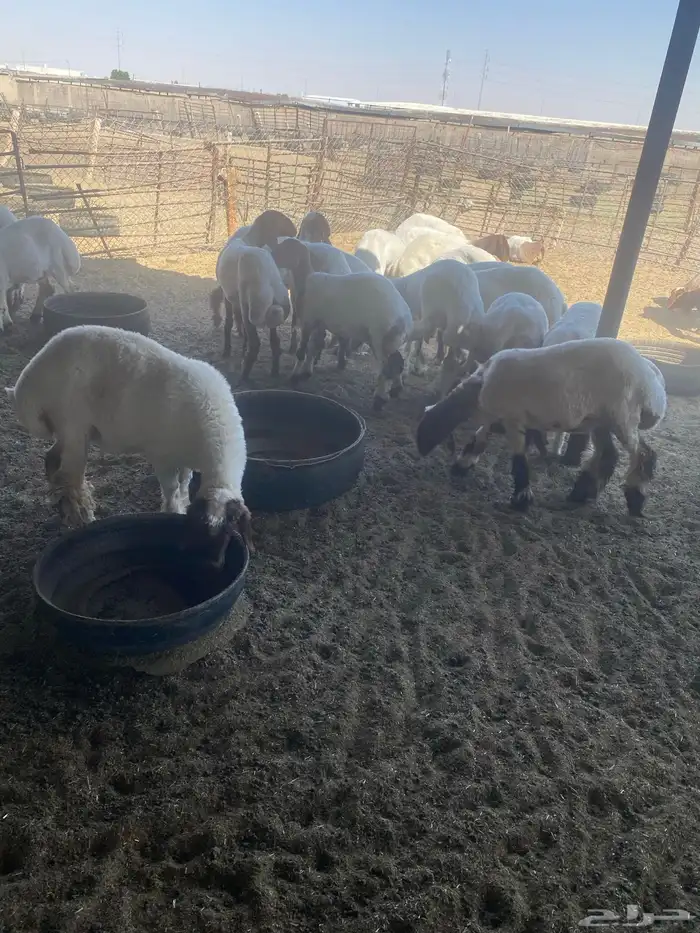 جذعات نعيم 7