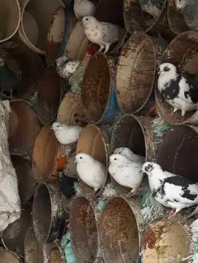 حمام للبيع index