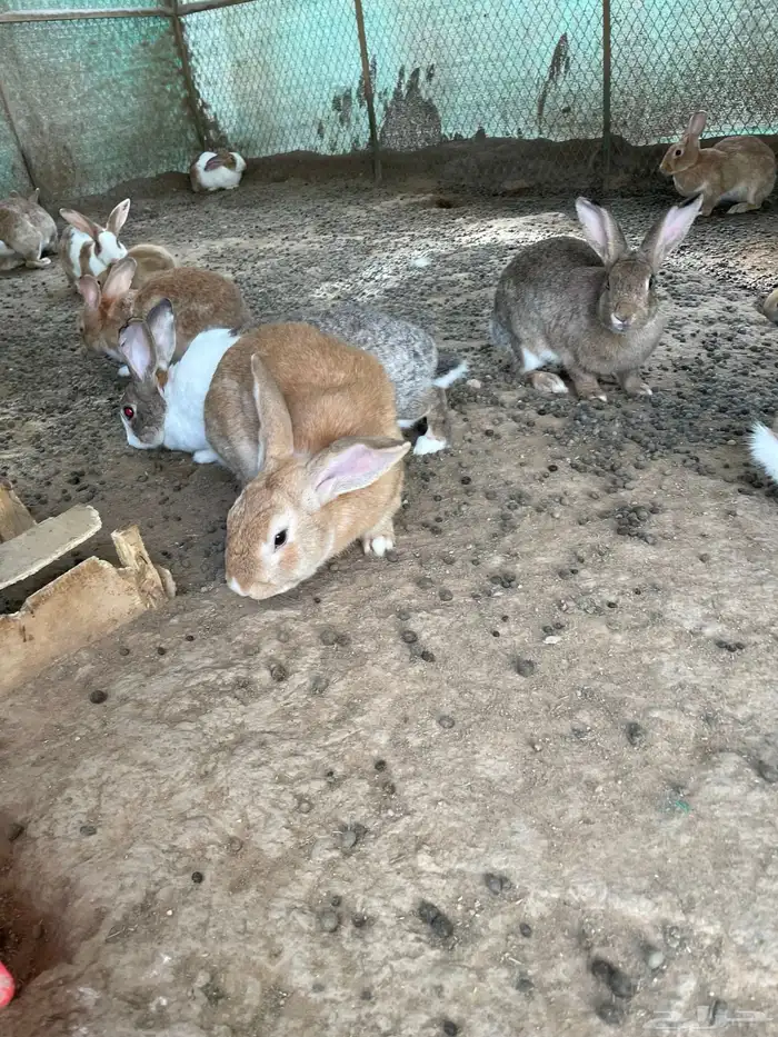 أرانب بلديه وهولانديه للبيع المستعجل 1