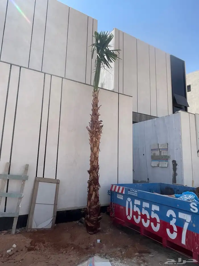 نخيلواشنطونيا للبيع بجميع انواع المقاسات 3