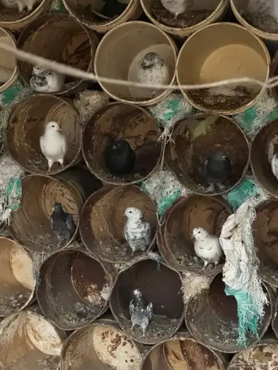 حمام للبيع index