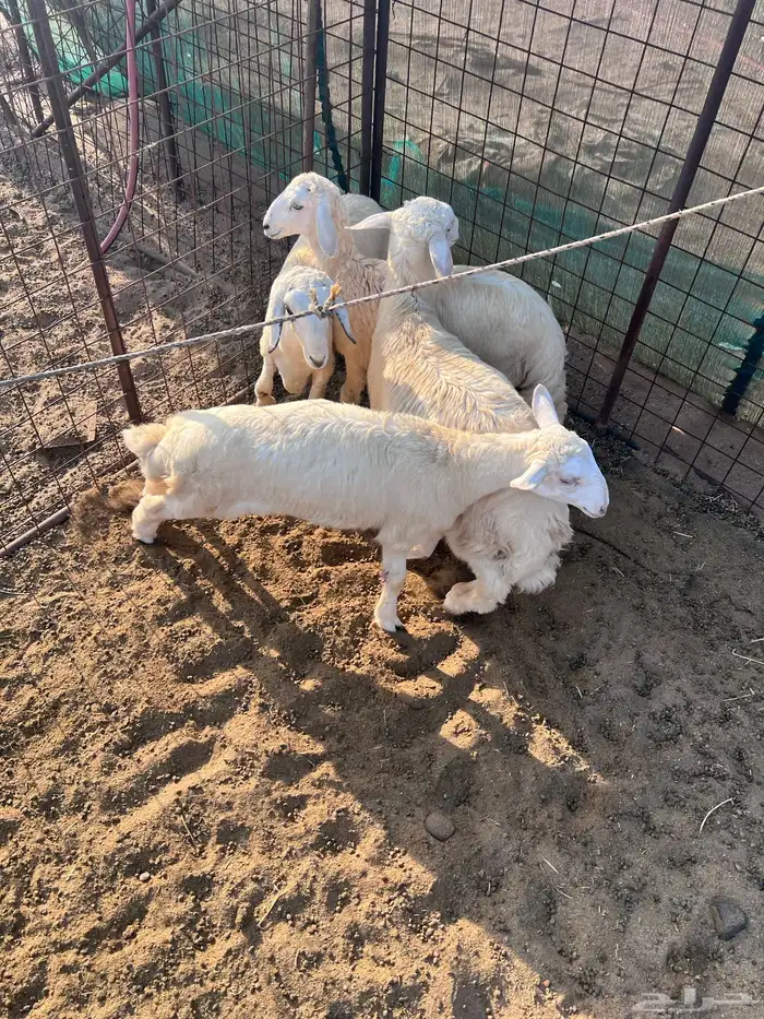 طليان جذعان 3