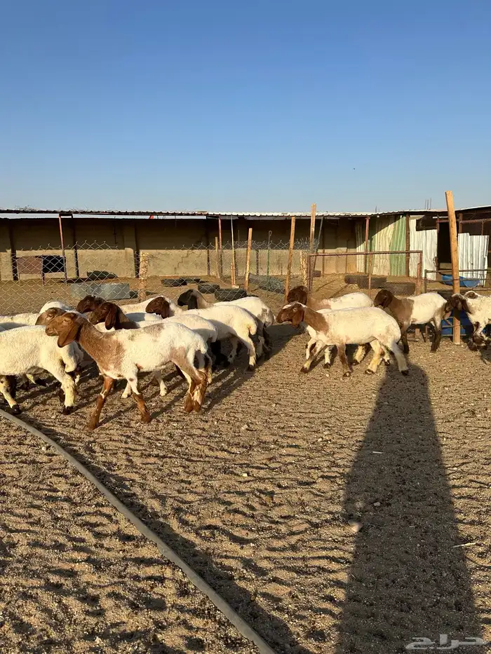 جذعات انعيم طيبه اللبييع 5