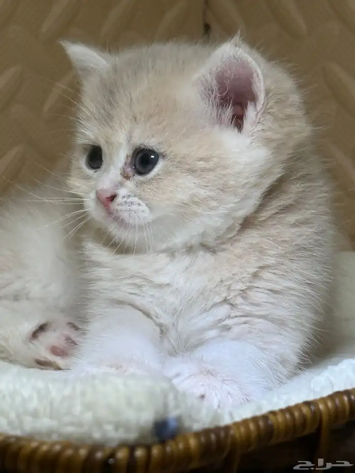 قطط بريتش للبيع بشهادة نسب موثوقه 9