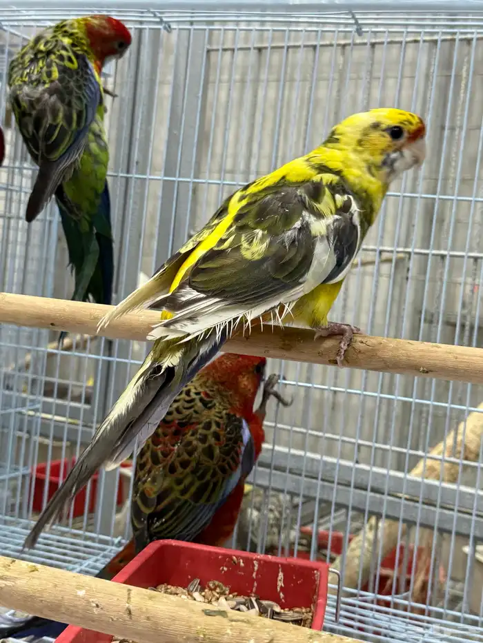 كريمسون روزيلا 5