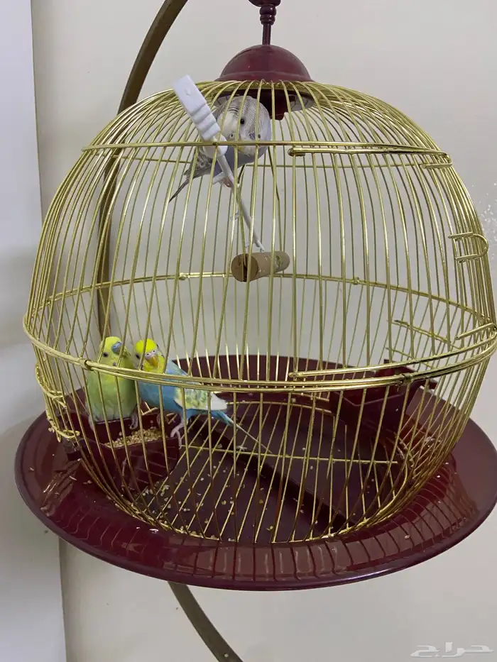 عصافير بادجي مع قفصهم للبيع 1