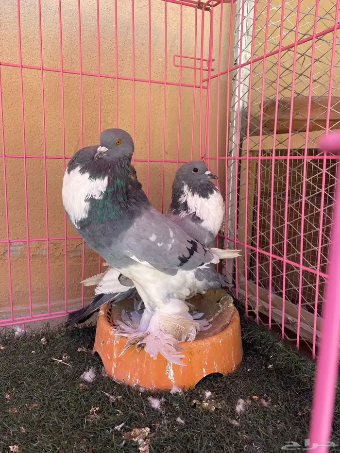 زوج نفاخ ابو هلال 5