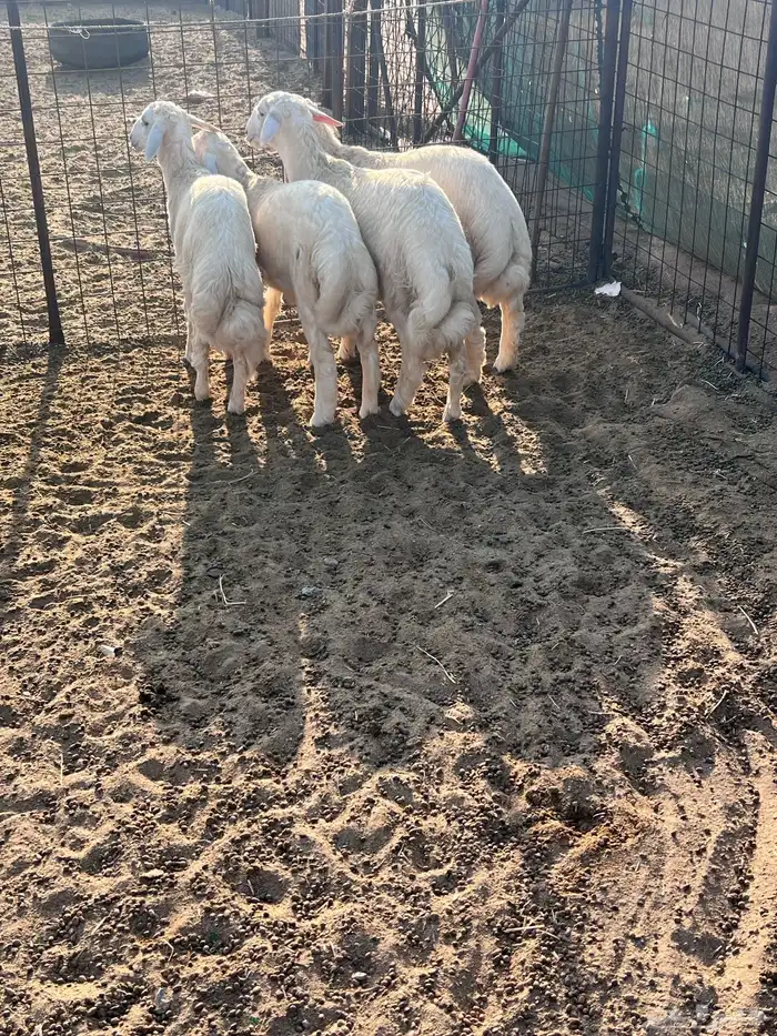 طليان جذعان 5