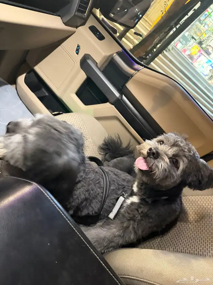 كلب مالتيز اسود ذكر وأنثى 4