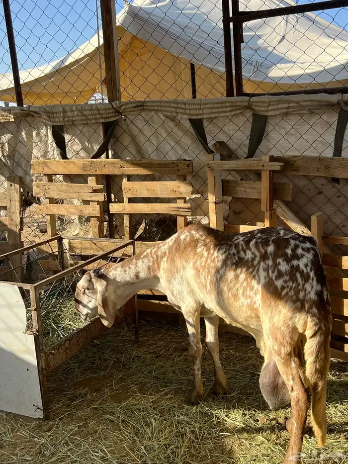 ساكنيه شاه 0