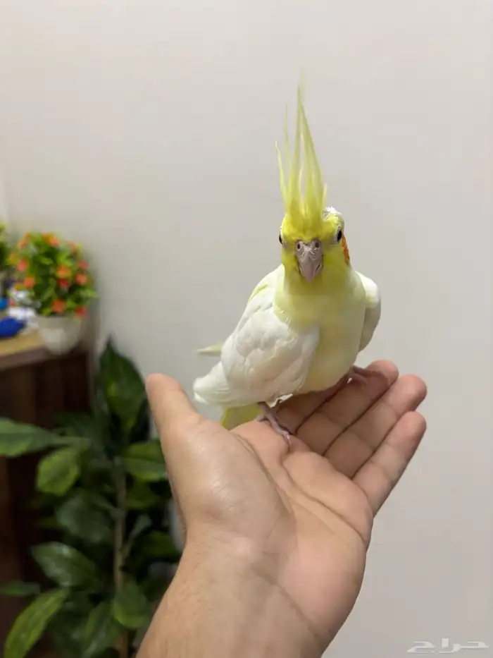 انثى كروان اليفه لاتينو 0