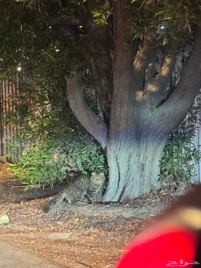 قط ضايع لقيناه في حي الشاطي بالقرب من هاف ميليون 0