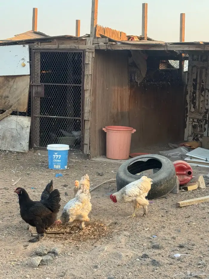 دجاج براهما للبيع 1