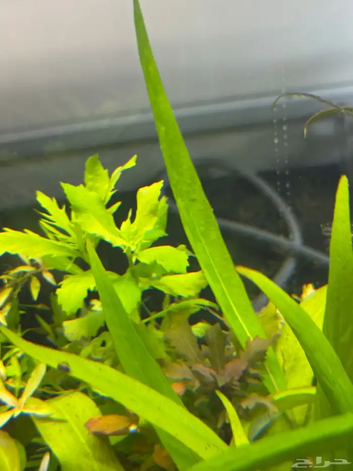 احواض سمك aquarium مزروعة  ونباتات مائية   تصاميم إحترافية 51