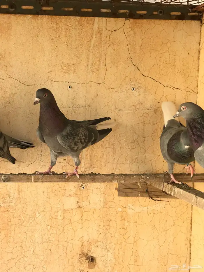 حمام قطيفي   قلابي 14