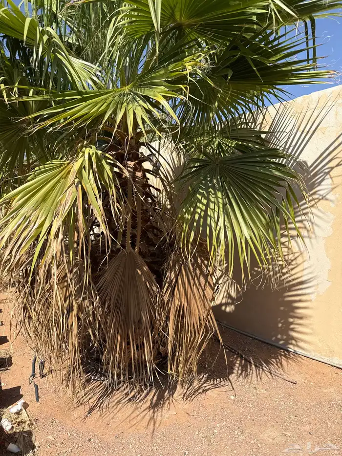 نخل واشنطني 0