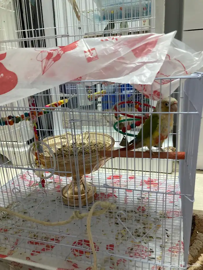 مجموعة طيور للبيع 1