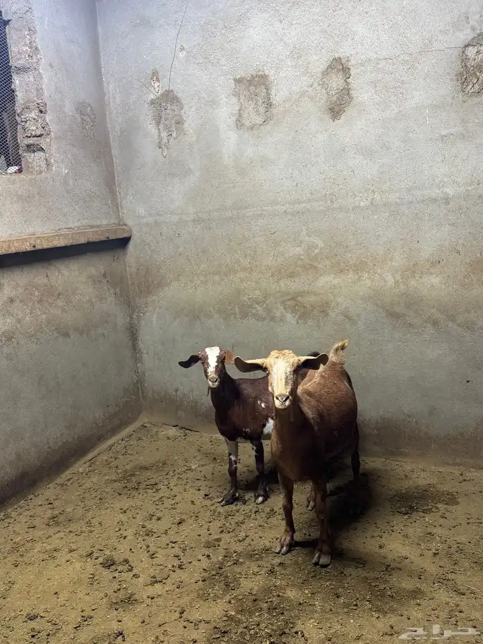 معزا حص دفع كفووو للبيع 1